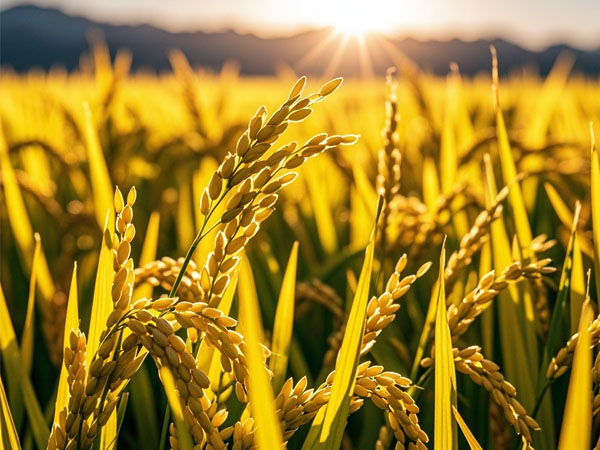 水稻應(yīng)對臺(tái)風(fēng)影響及災(zāi)后恢復(fù)生產(chǎn)技術(shù)意見